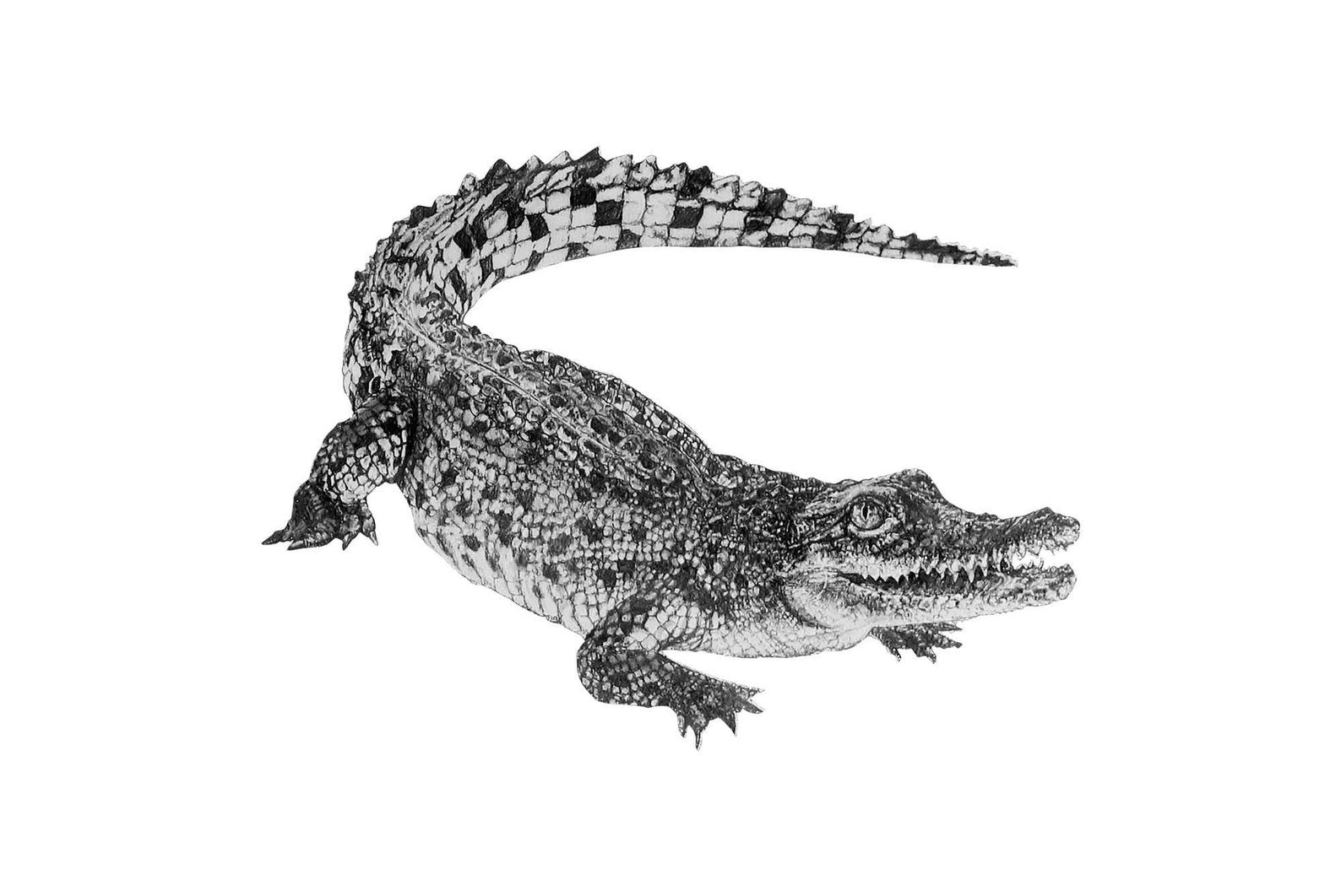 Anna's Animal Stickers - Crocodile