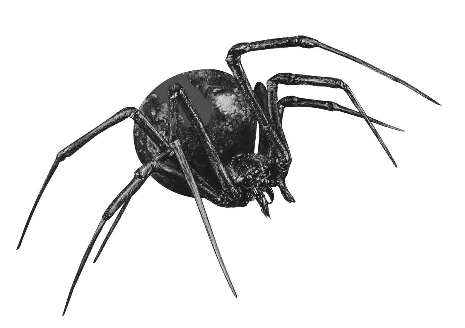 Anna's Animal Stickers - Redback Spider