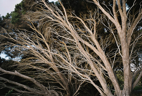 Swanbourne (13) - 35mm photo ed. of 10