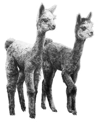 Anna's Animal Stickers - Alpacas