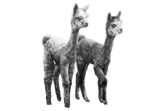 Anna's Animal Stickers - Alpacas