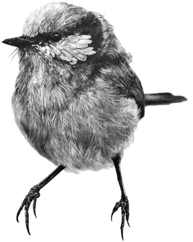 Anna's Animal Stickers - Blue Wren