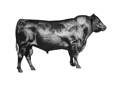 Anna's Animal Stickers - Bull (right)