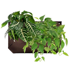 Wally 1 Wall Planter Brown