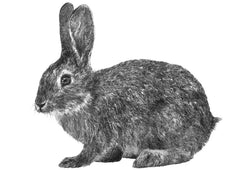 Anna's Animal Sticker - Rabbit