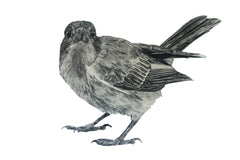 Anna's Animal Sticker - Butcherbird